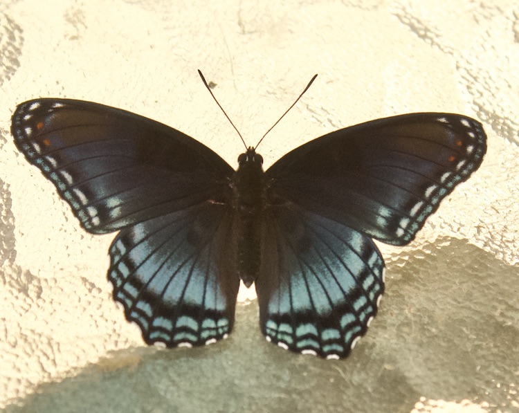 image of Butterfly